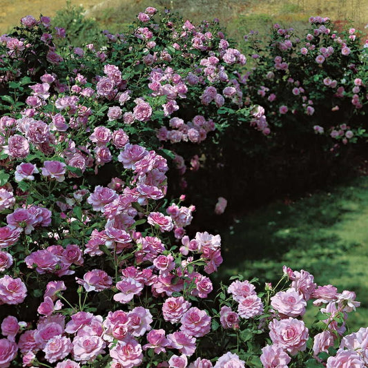 Rosa Fragrant Lavender Simplicity
