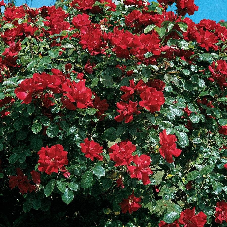 Rosa Don Juan