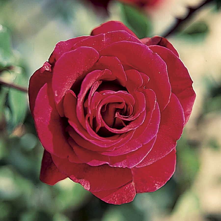 Rosa Don Juan