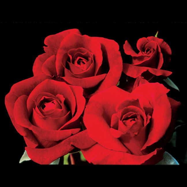 Rosa Don Juan