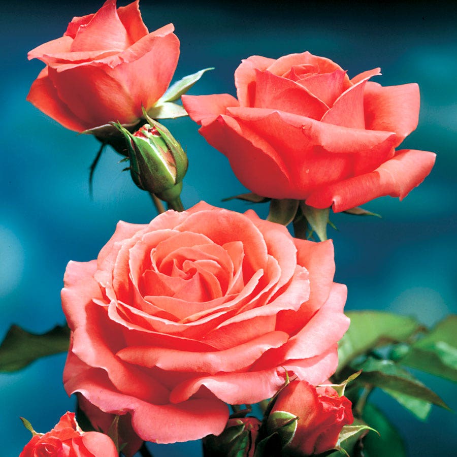 Rosa America