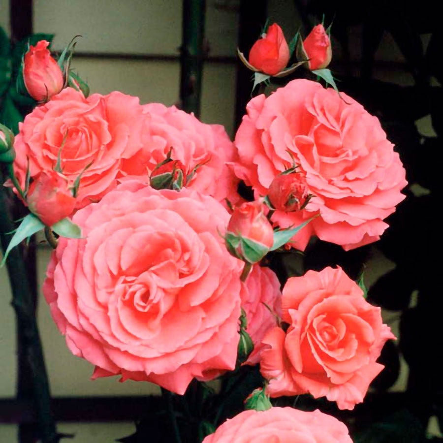 Rosa America