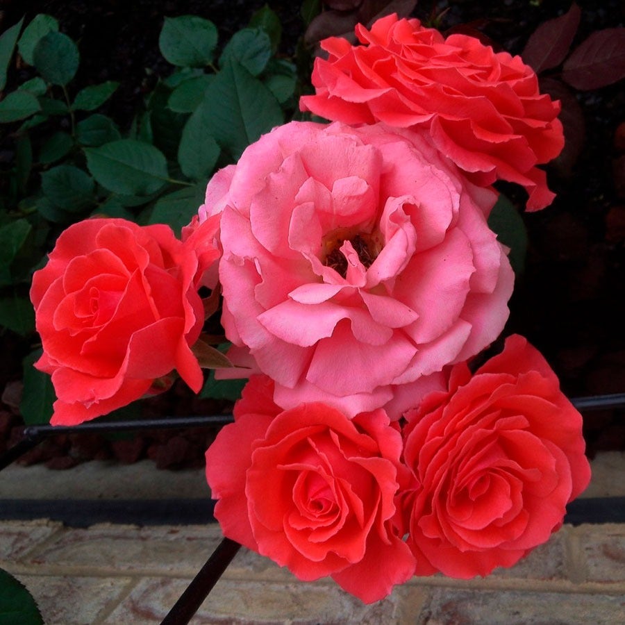 Rosa America
