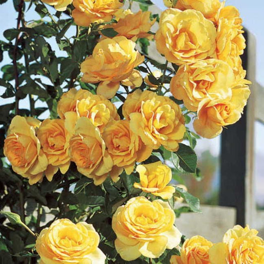 Rosa Scent From Above