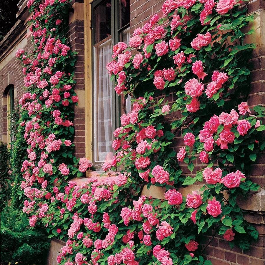 Rosa Zephirine Drouhin