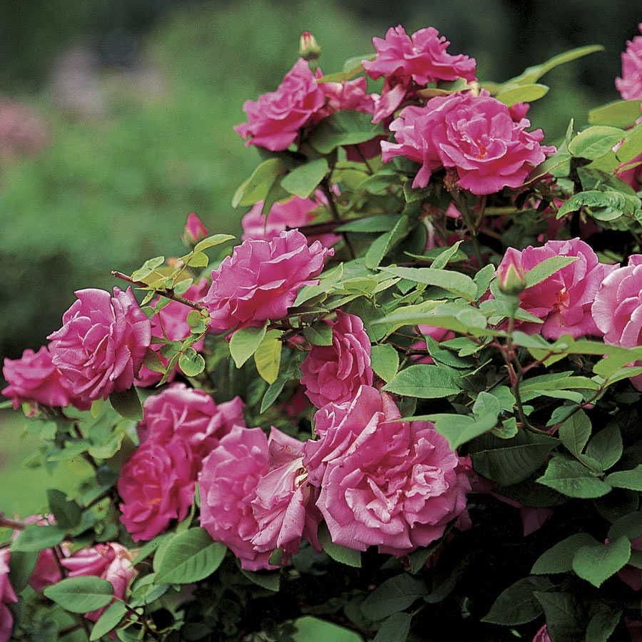 Rosa Zephirine Drouhin