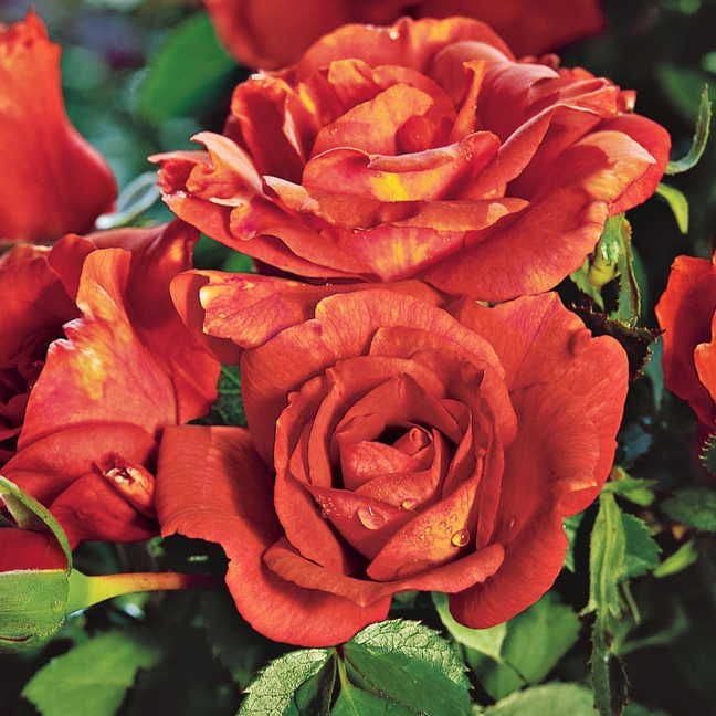 Rosa Laura Bush
