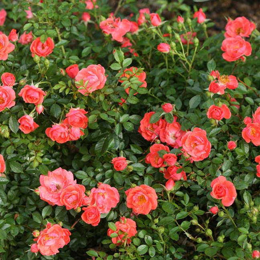 Rosa Oso Easy® Mango Salsa