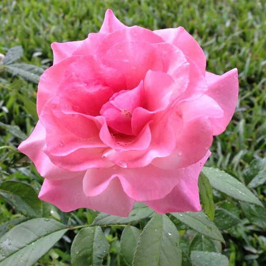 Rosa Our Lady of Guadalupe