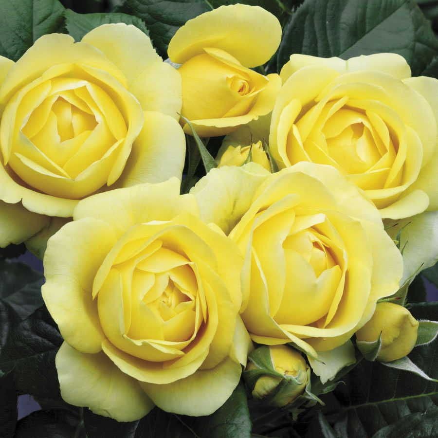 Rosa Walking on Sunshine