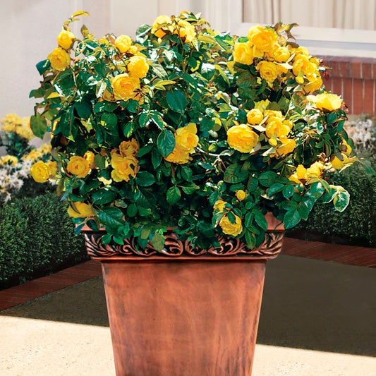 Rosa Walking on Sunshine