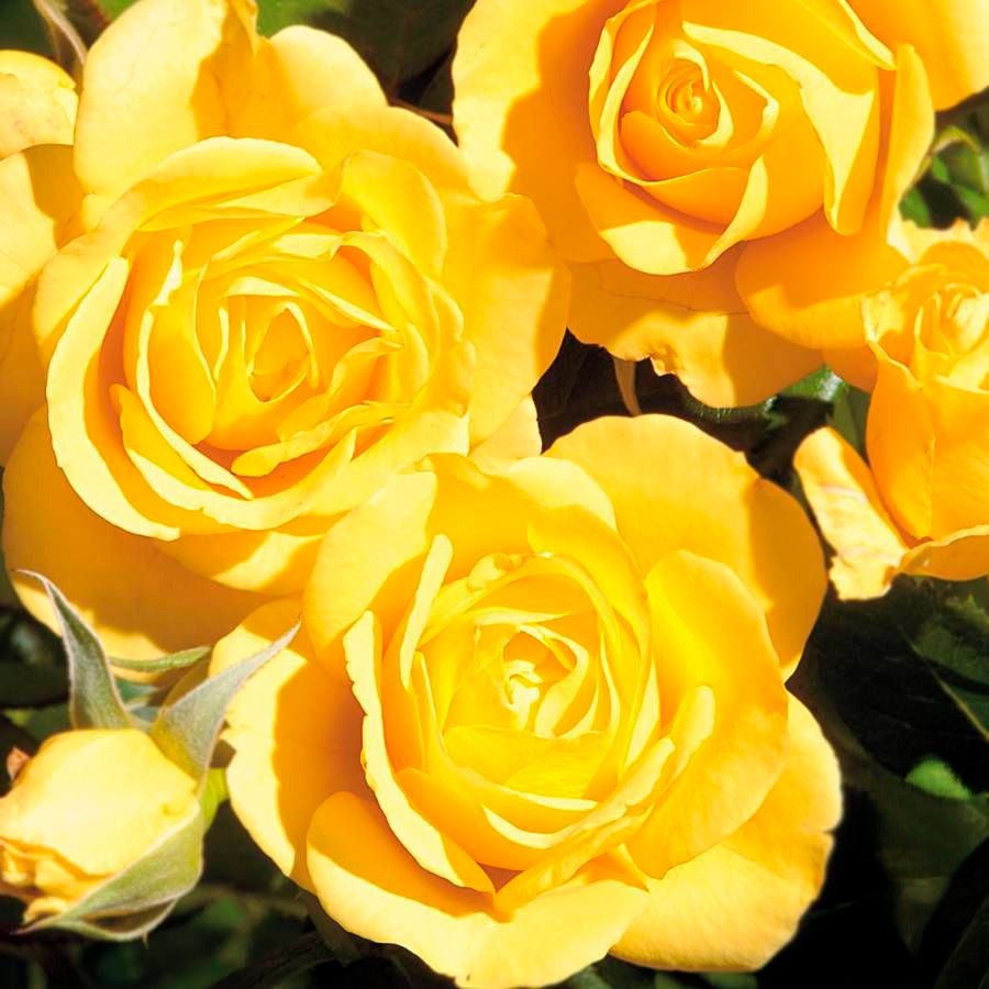 Rosa Walking on Sunshine