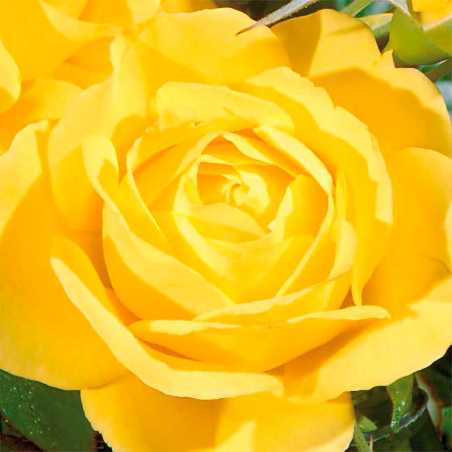 Rosa Walking on Sunshine