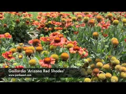 Gaillardia 'Arizona Red Shades'