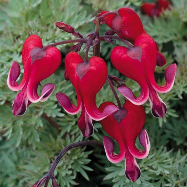 Dicentra 'Burning Hearts'