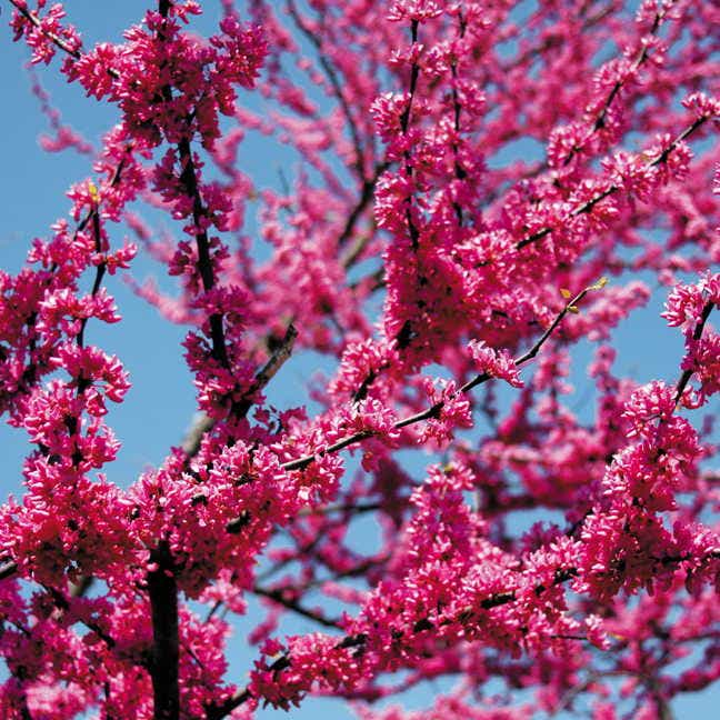 Cercis 'Appalachian Red'