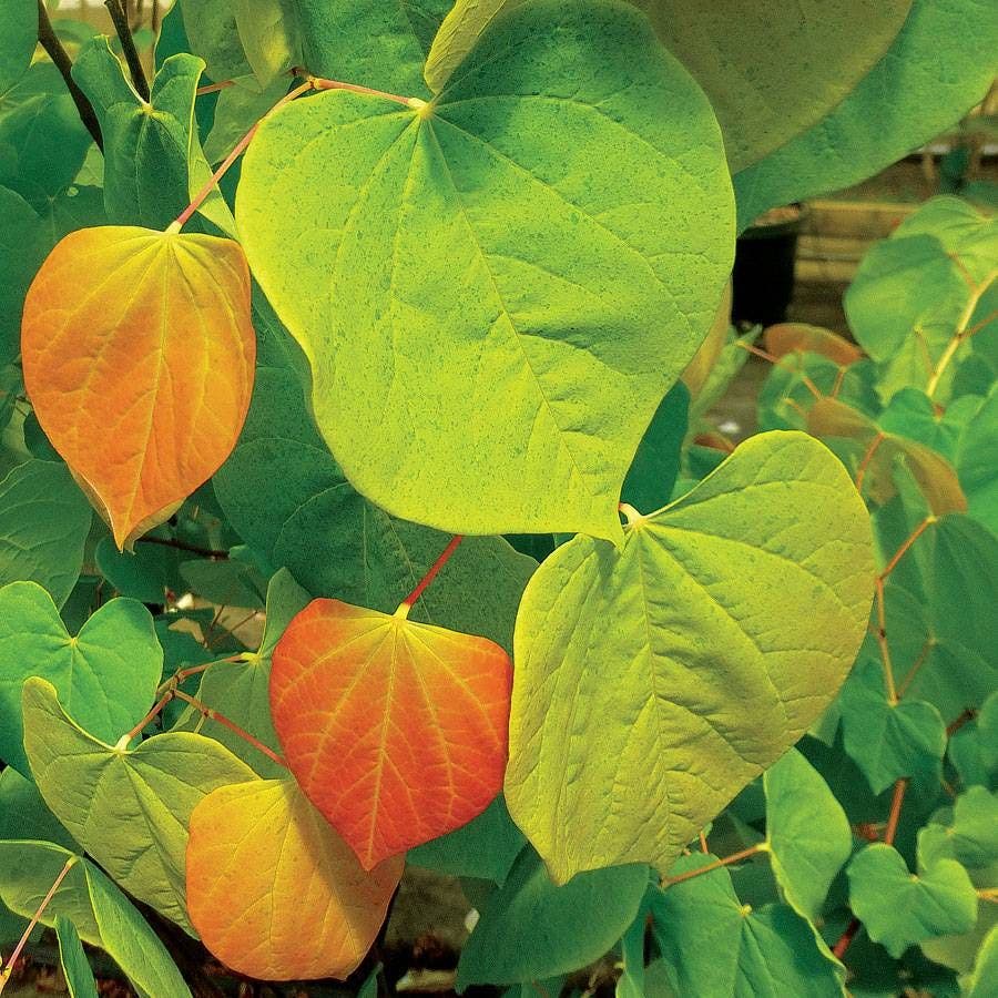 Cercis The Rising Sun™