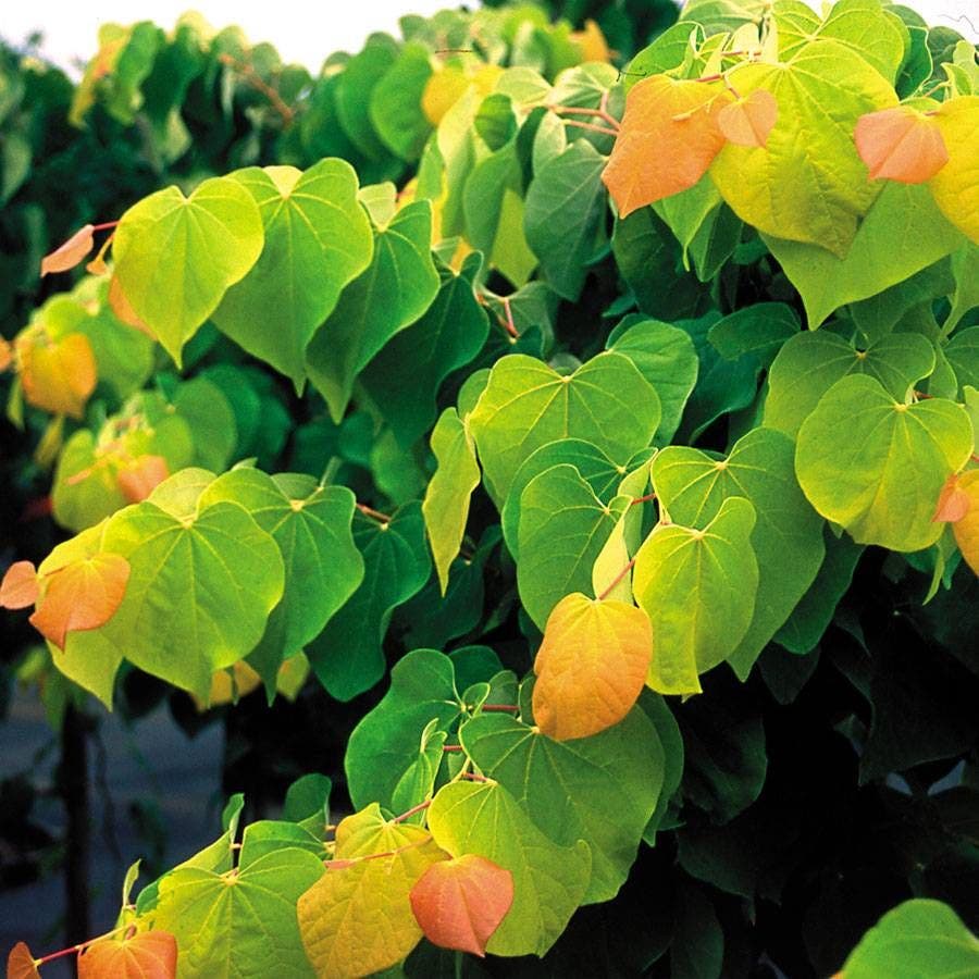 Cercis The Rising Sun™