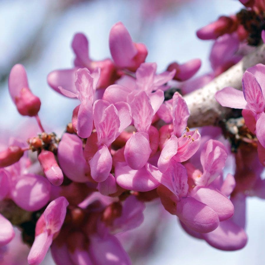 Cercis The Rising Sun™