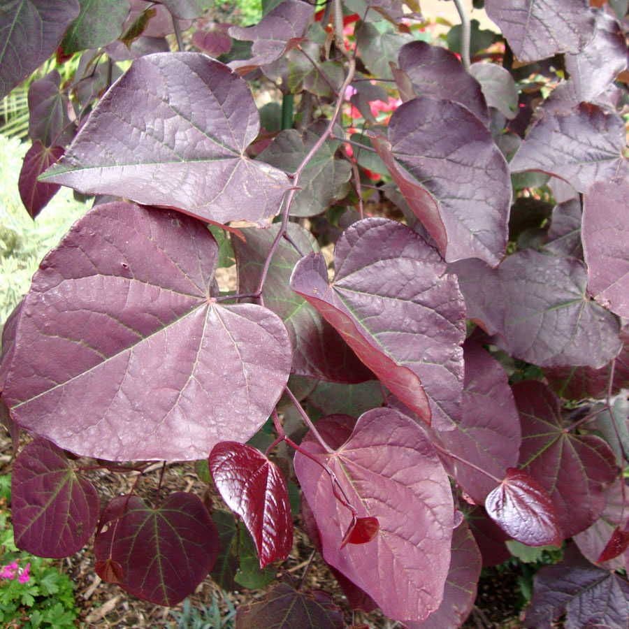 Cercis 'Ruby Falls'