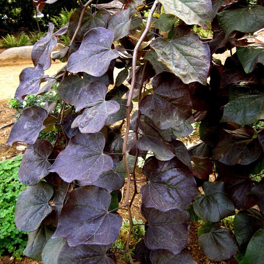 Cercis 'Ruby Falls'