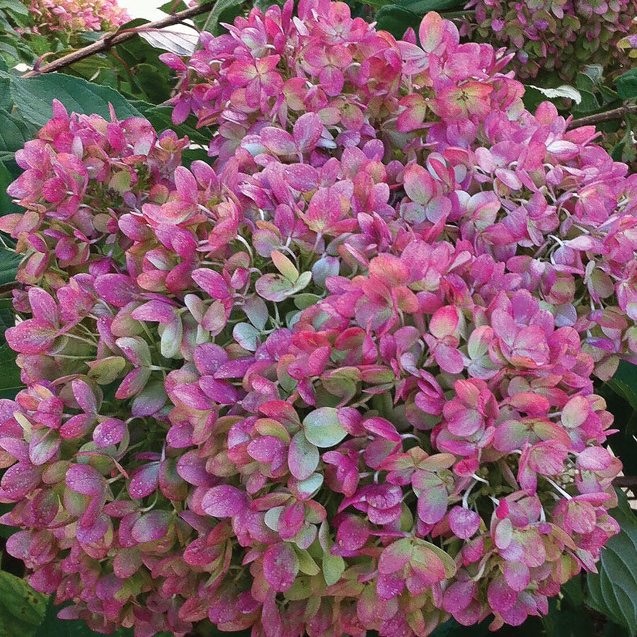 Hydrangea Little Lime® Panicle Hydrangea