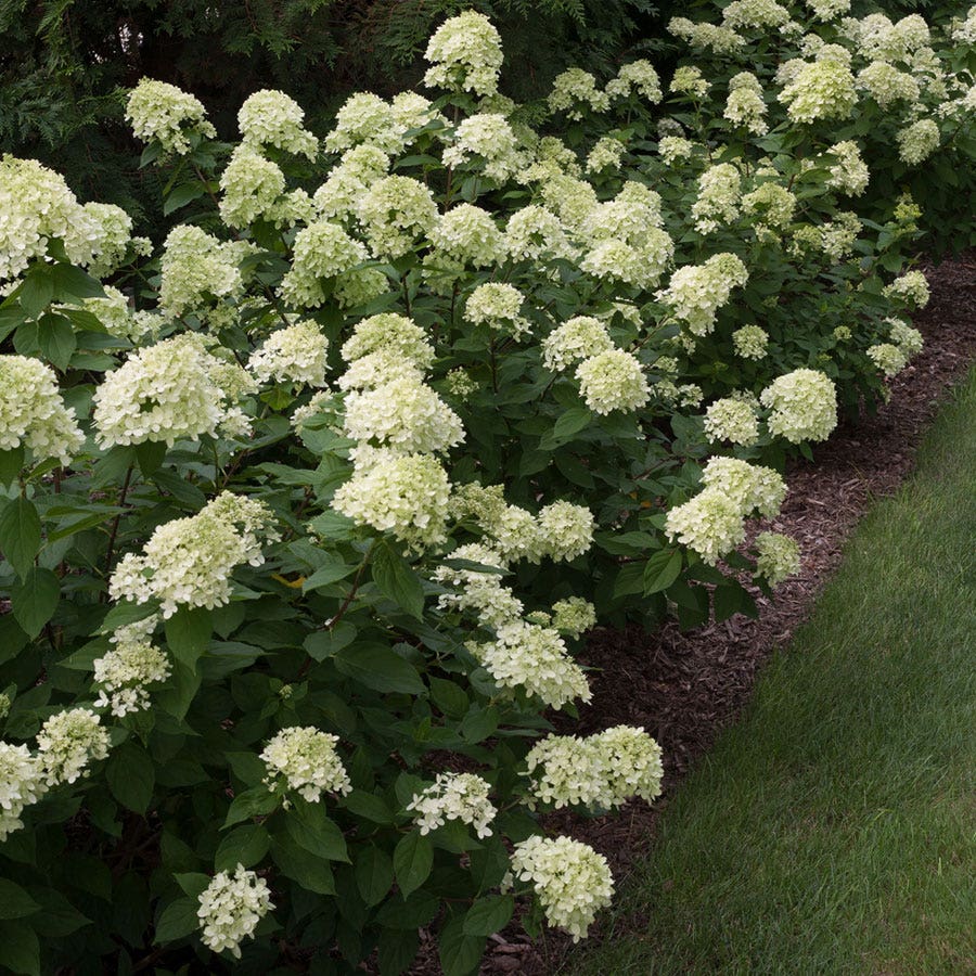 Hydrangea Little Lime® Panicle Hydrangea