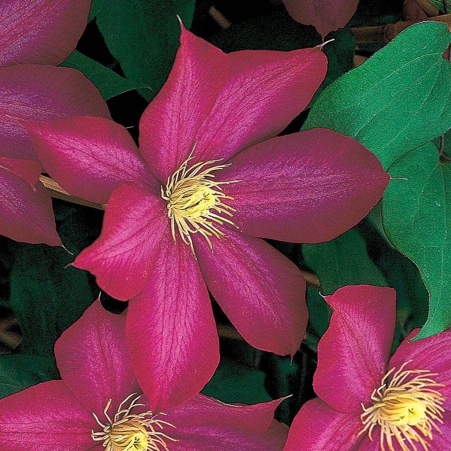 Clematis Bourbon™