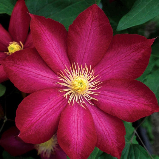 Clematis Bourbon™