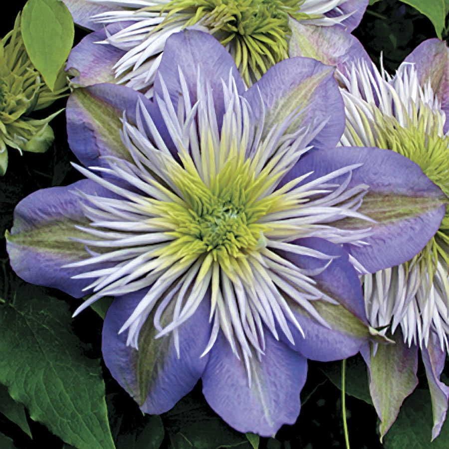 Clematis Regal® Crystal Fountain™