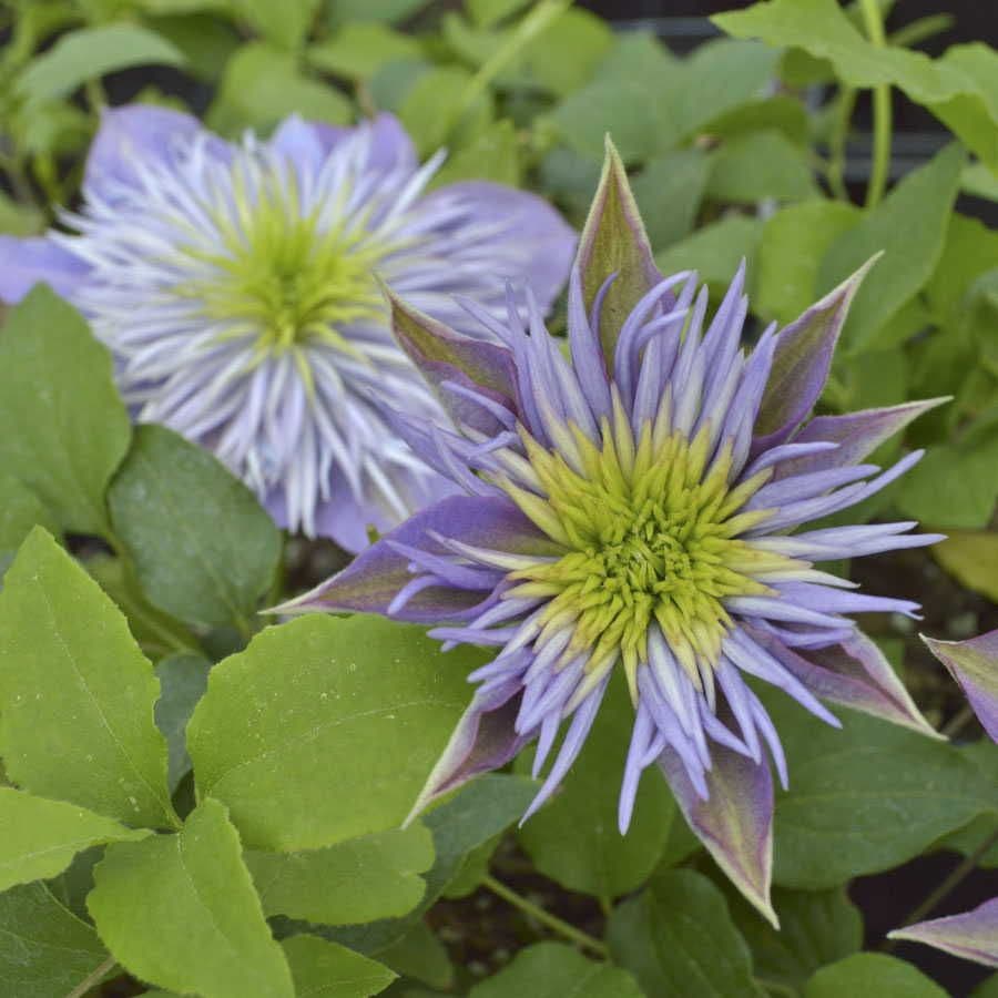 Clematis Regal® Crystal Fountain™