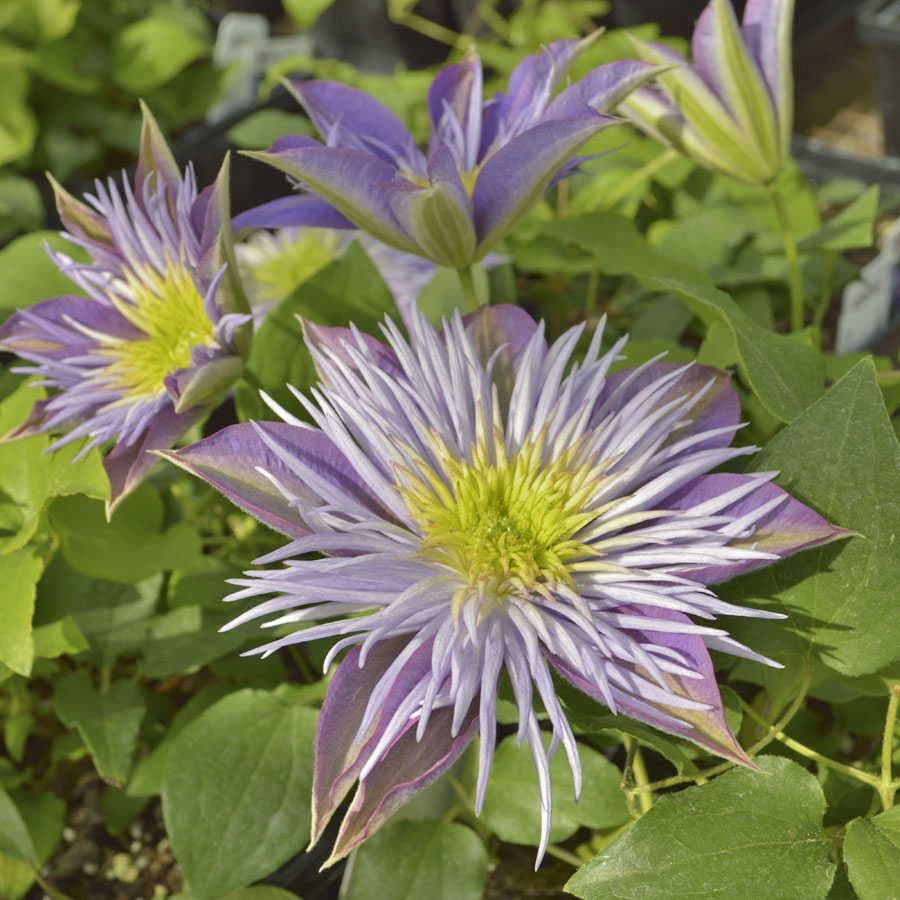 Clematis Regal® Crystal Fountain™