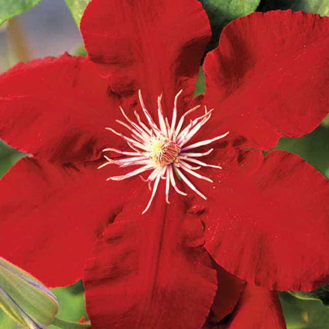 Clematis Rebecca™