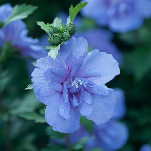Hibiscus Blue Chiffon® Rose of Sharon