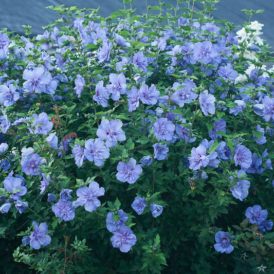 Hibiscus Blue Chiffon® Rose of Sharon