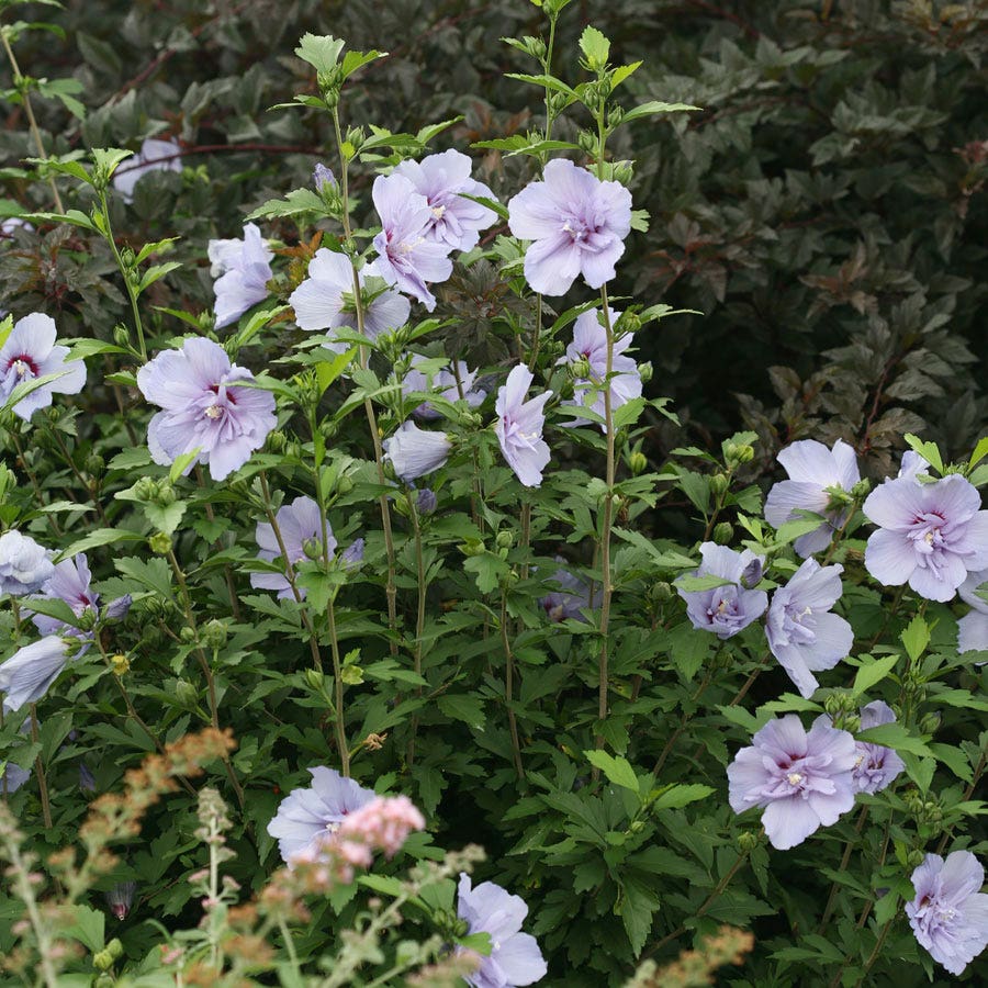 Hibiscus Blue Chiffon® Rose of Sharon
