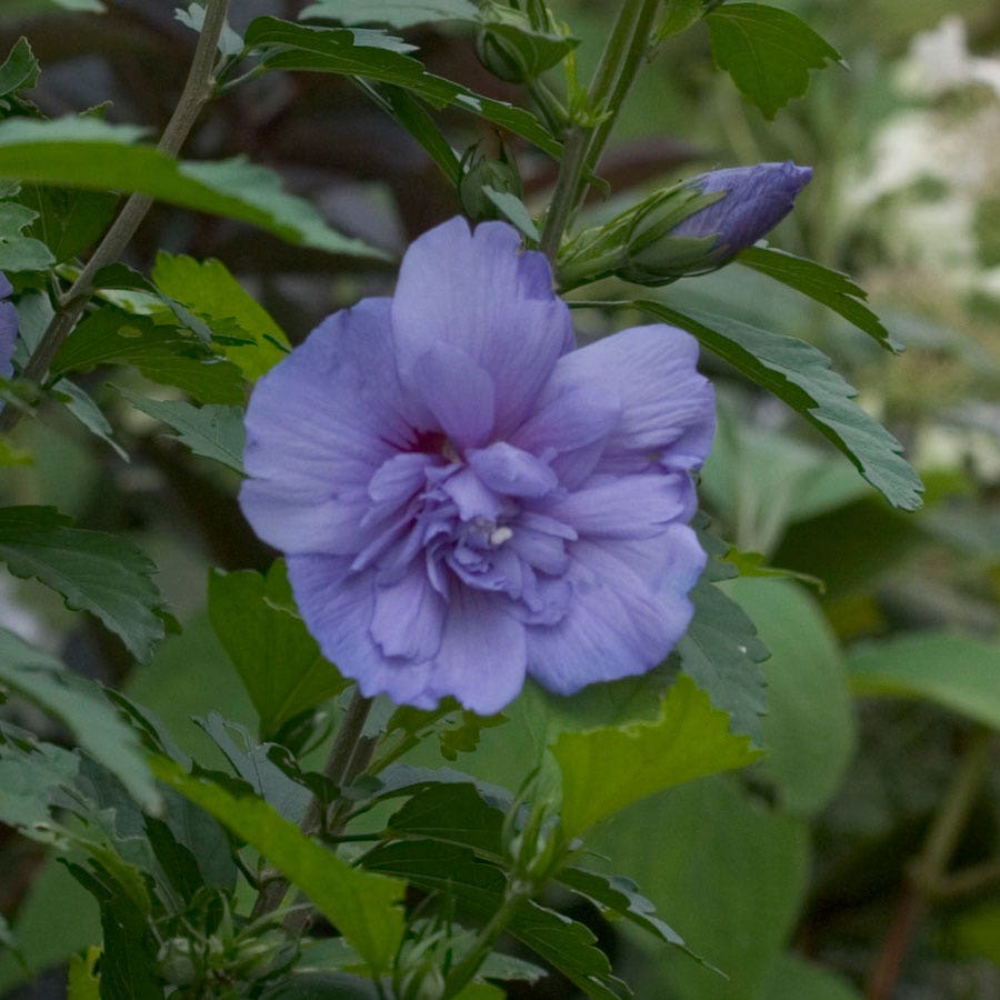 Hibiscus Blue Chiffon® Rose of Sharon