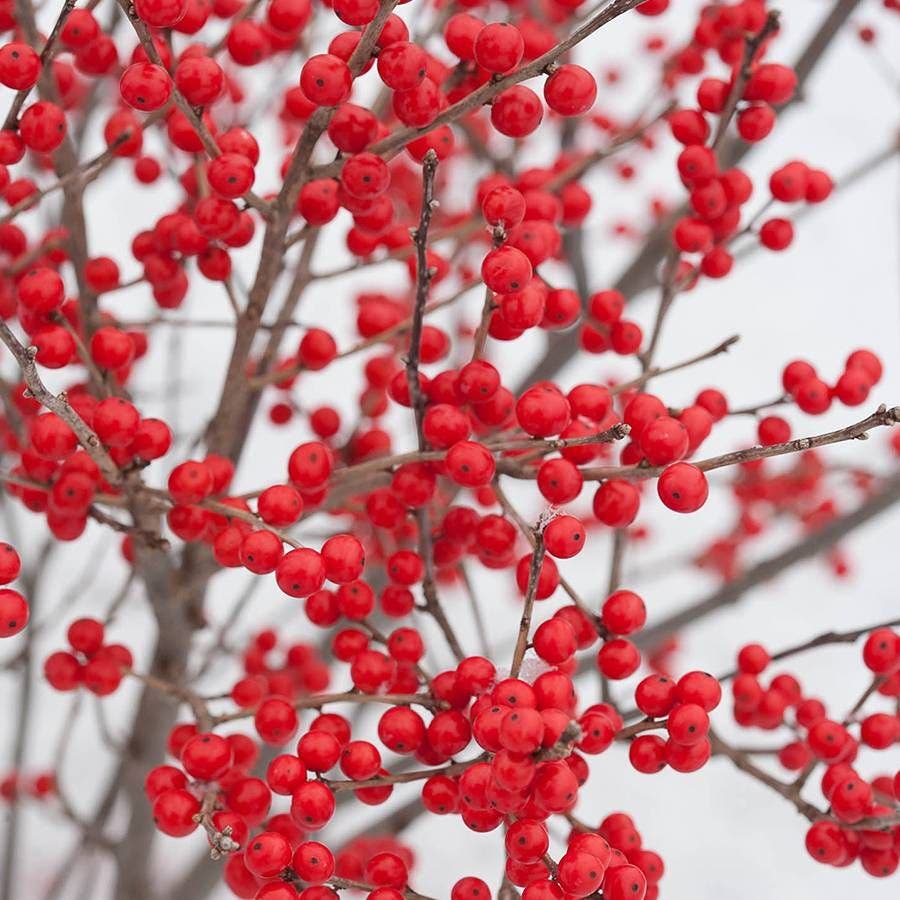 Ilex Berry Poppins®
