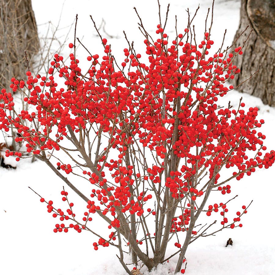 Ilex Berry Poppins®