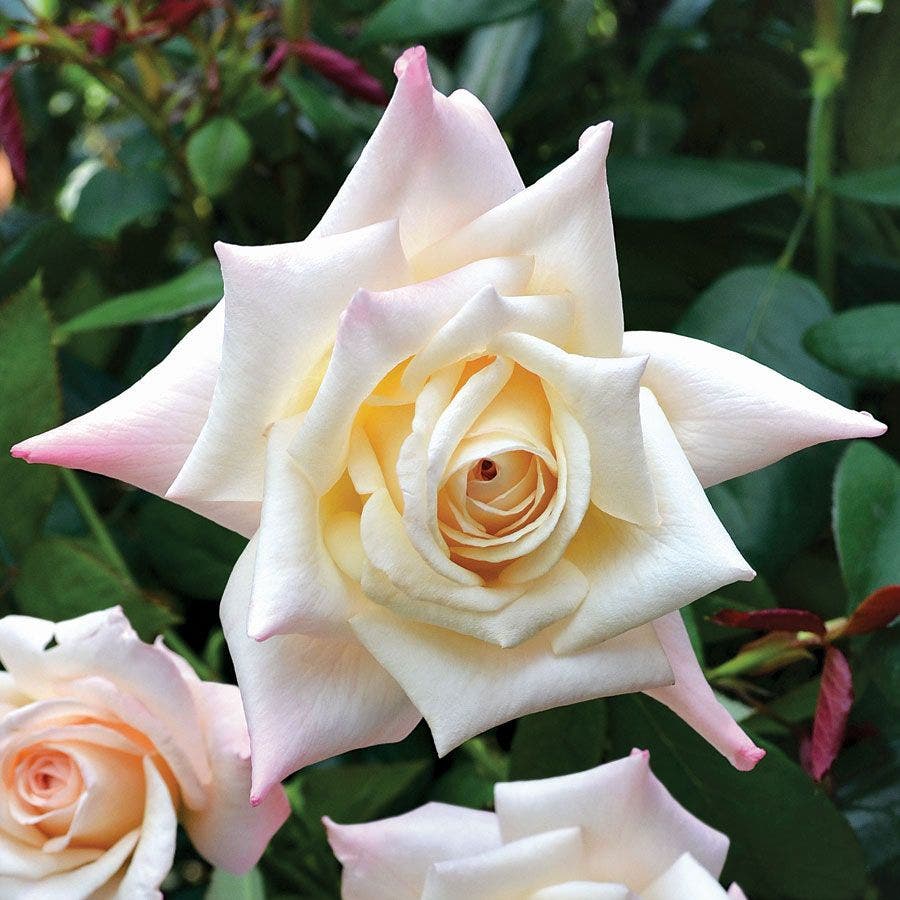 Rosa Soft Whisper