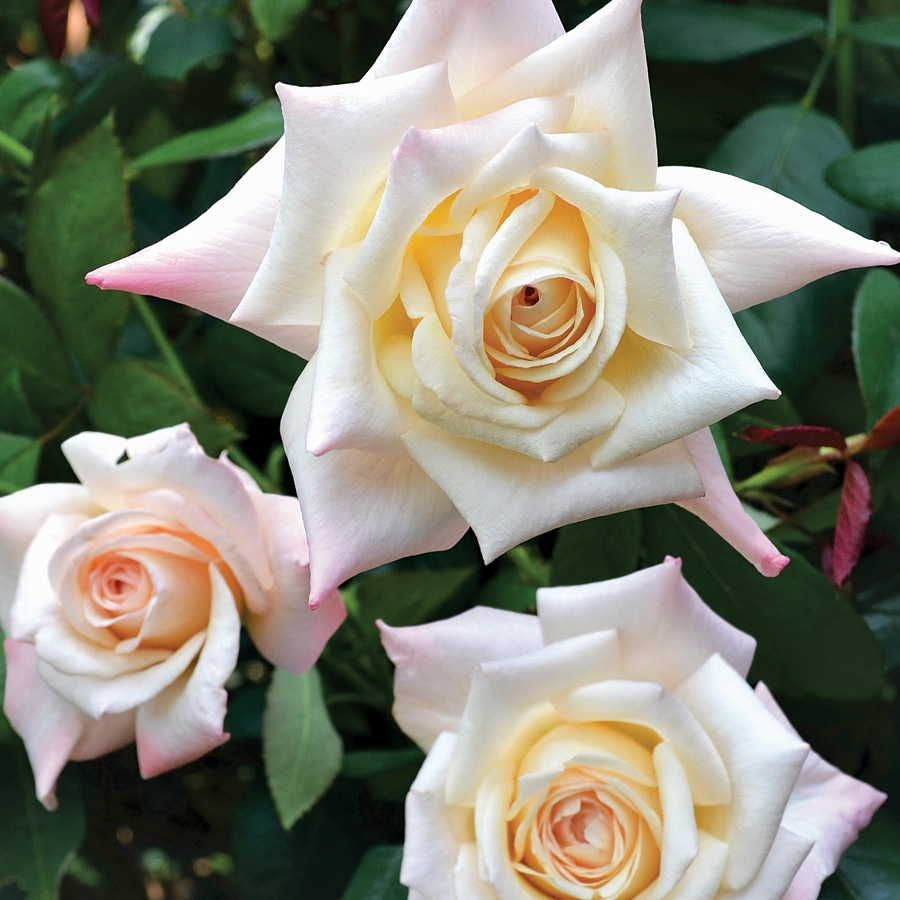 Rosa Soft Whisper