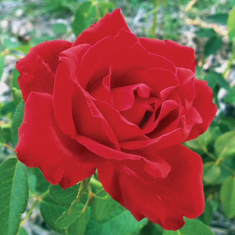 Rosa Beloved
