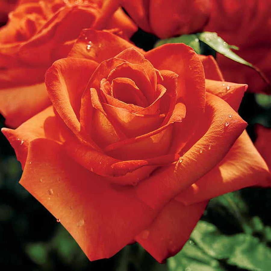 Rosa Wildfire