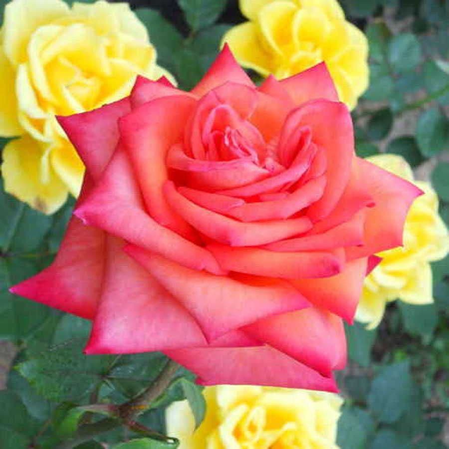 Rosa Wildfire