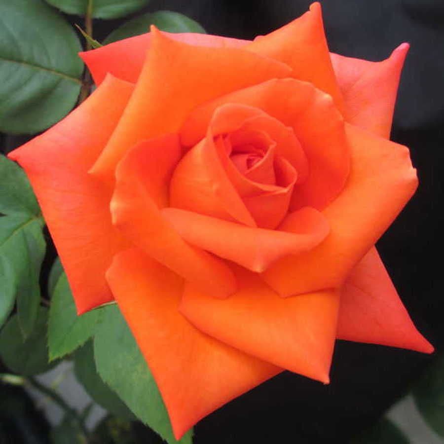 Rosa Wildfire