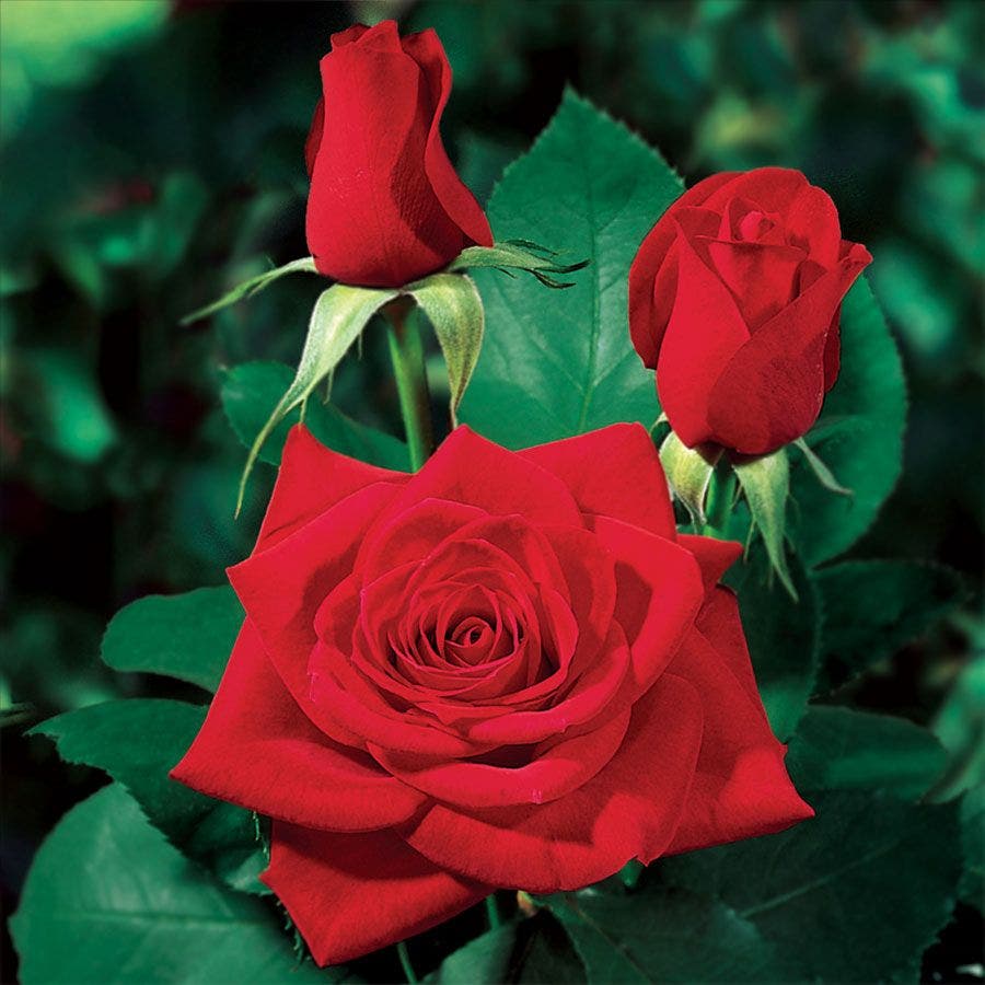 Rosa Olympiad