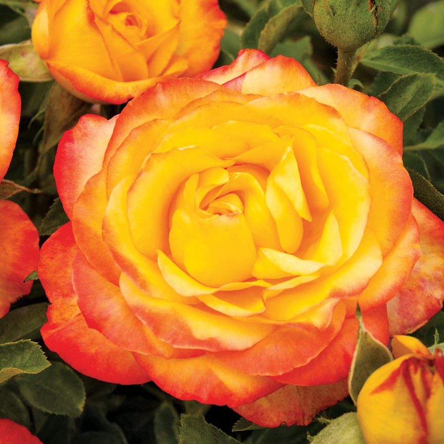 Rosa Summer Surprise