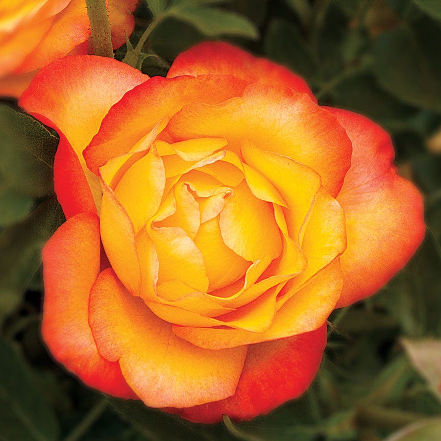 Rosa Summer Surprise