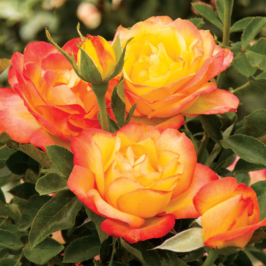 Rosa Summer Surprise