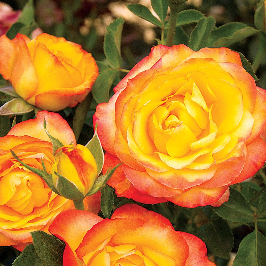 Rosa Summer Surprise